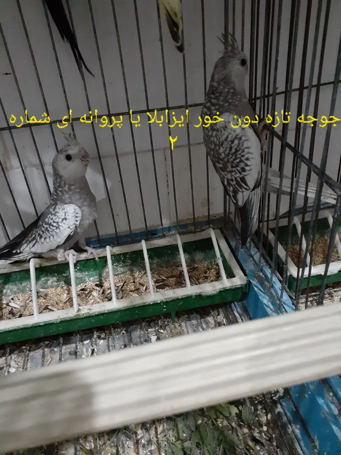 عروس هلندی ومرغ عشق همه  قید شده سوال نفرماید|پرنده|برازجان, |دیوار