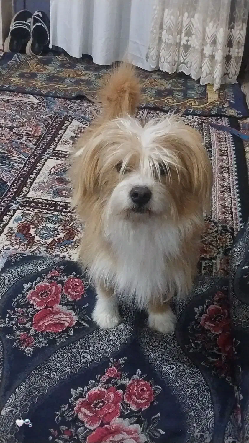 سگ خانگی فروش فوری|سگ|سیرجان, |دیوار