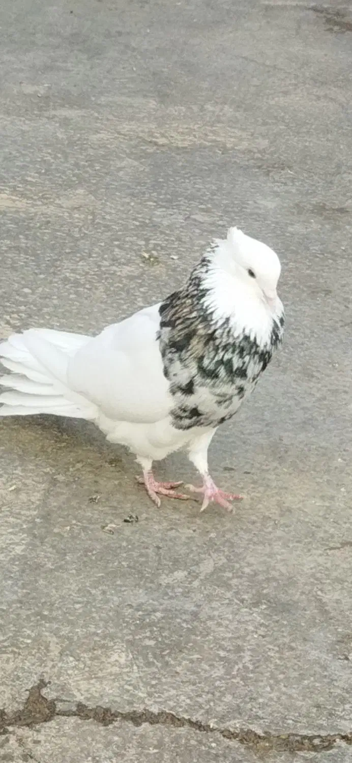 نر الماسی تک وسفیدنر و ماده شکلاتی|پرنده|کوهدشت, |دیوار