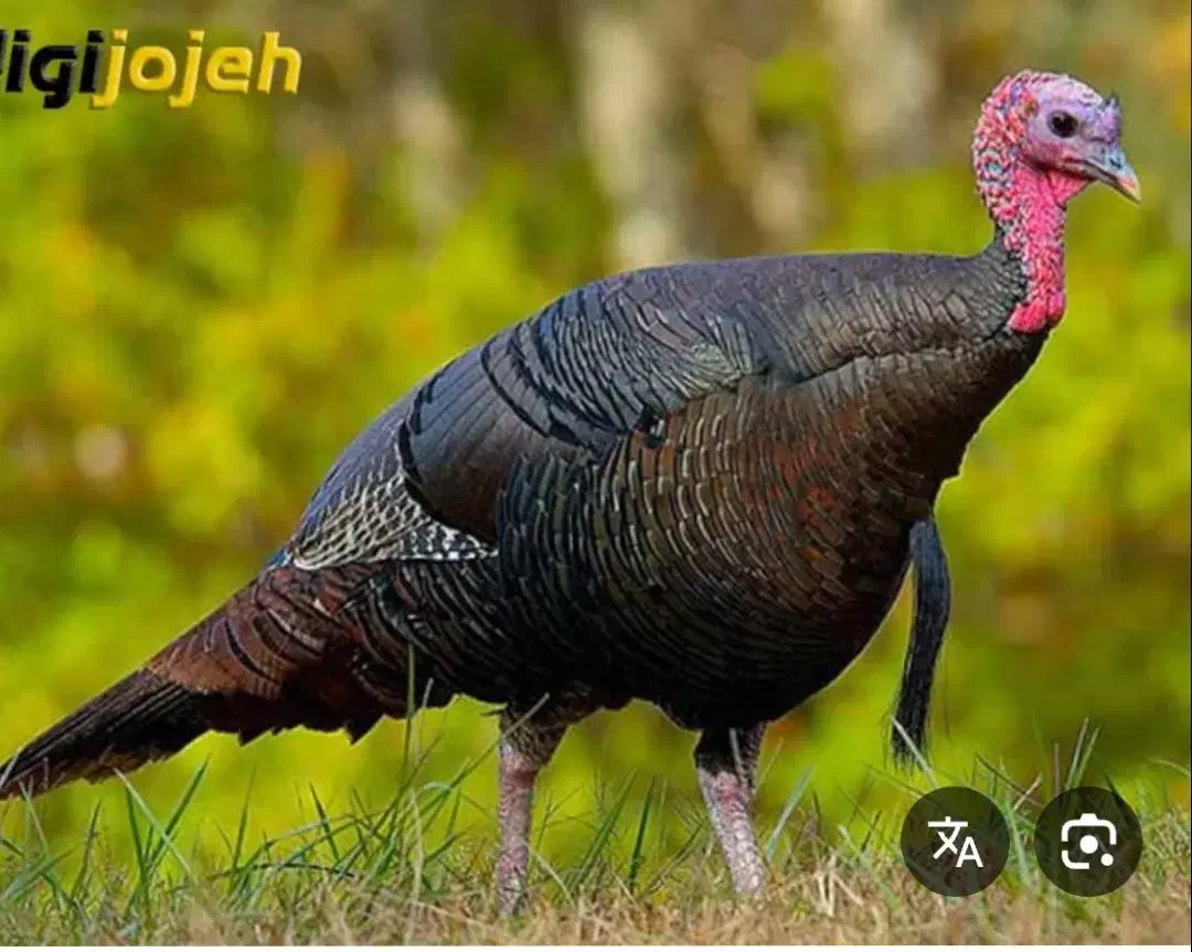 تعدادی بوقلمون نر و ماده|حیوانات مزرعه|کوهی‌خیل, |دیوار