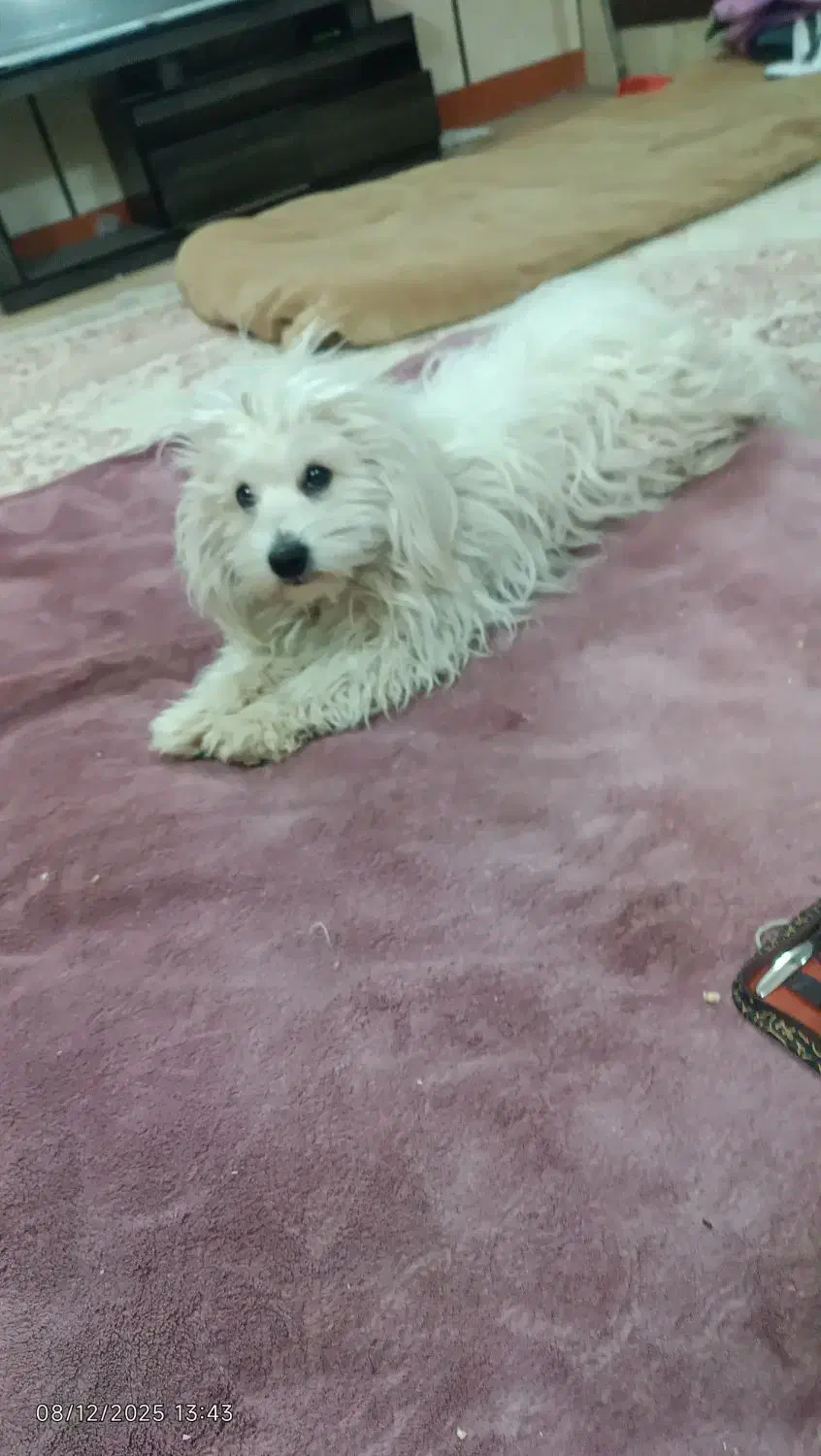 سک خانگ ترید|سگ|پاکدشت, حصار امیر|دیوار