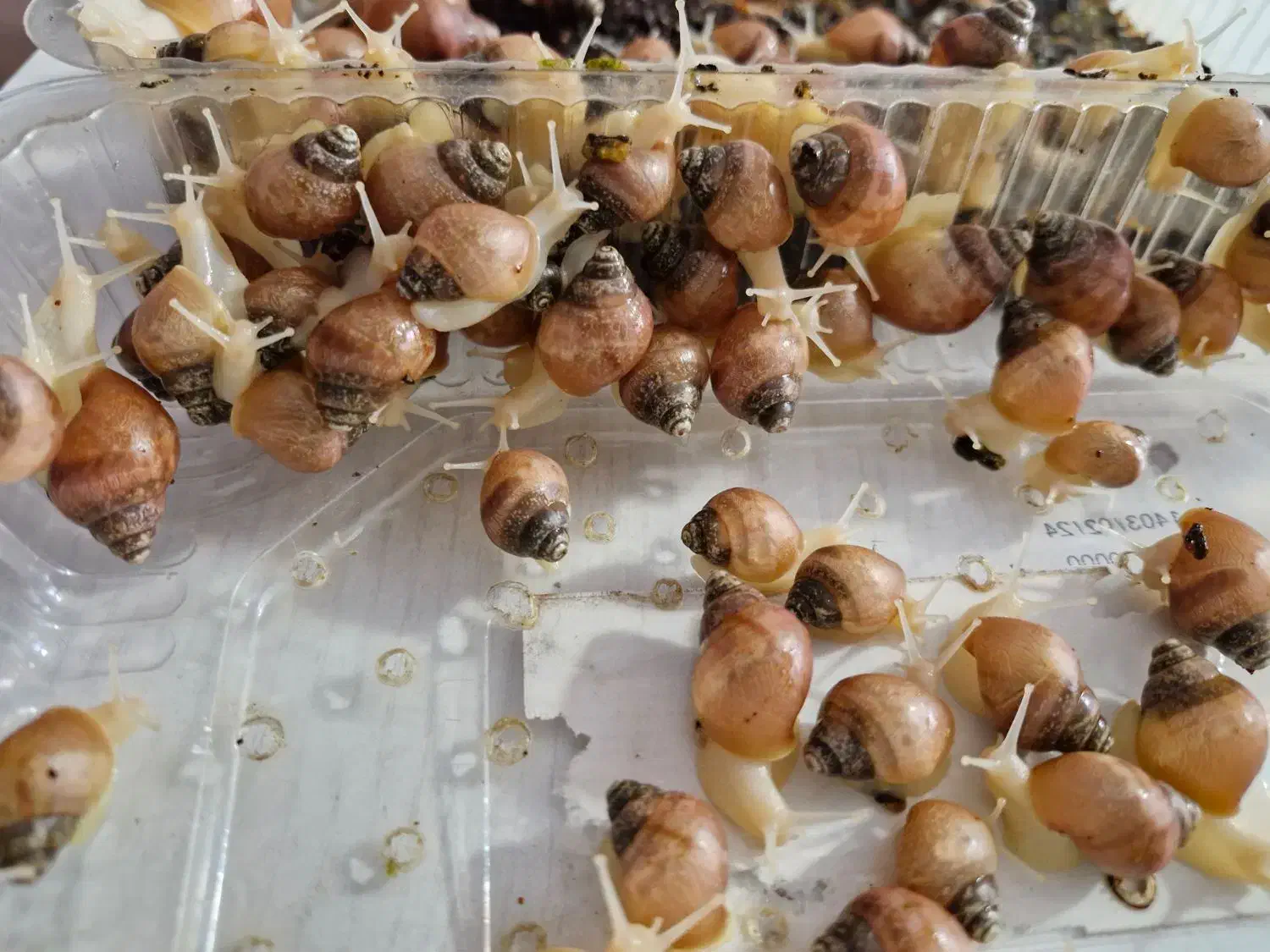 خاویار حلزون و حلزون (آچاتینا) کلاژنساز وطبی|آرایشی، بهداشتی، درمانی|اردبیل, |دیوار