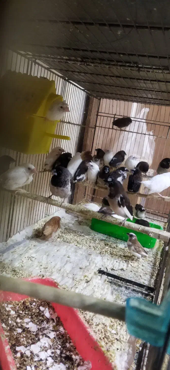 فنچ بنگالی|پرنده|سبزوار, ابوریحان|دیوار