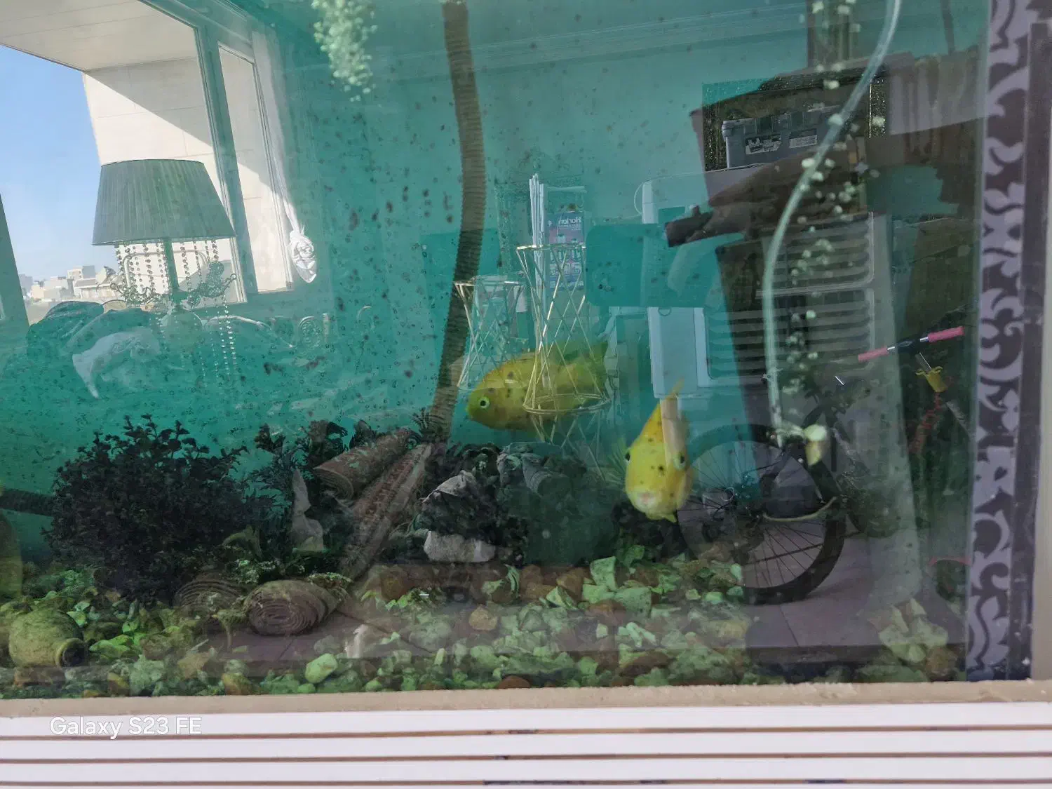 آکواریوم|ماهی|مراغه, |دیوار