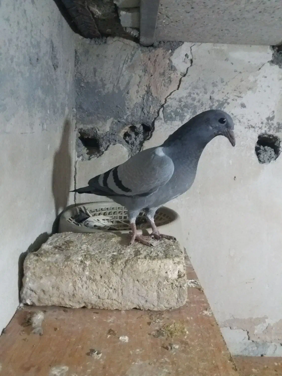 جوجه سبز پلاکی مسافتی|پرنده|مشهد, کارمندان دوم|دیوار