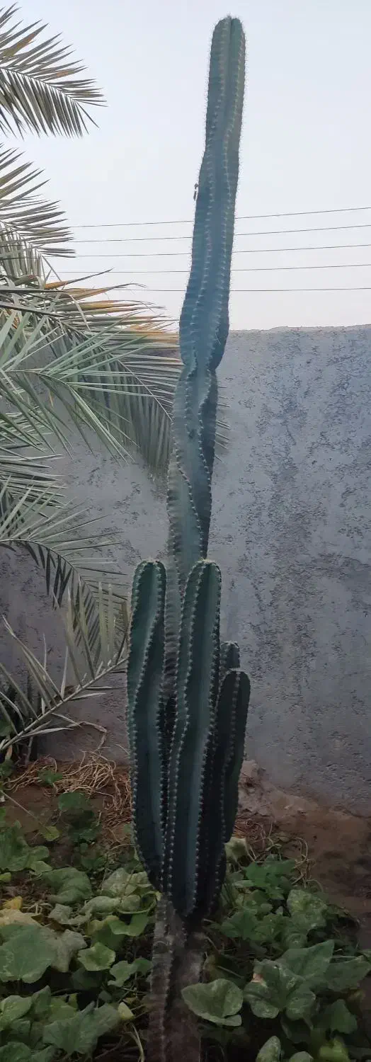 فروش کاکتوس ۳متری،سبز سرحال|گل و گیاه طبیعی|آبپخش, |دیوار