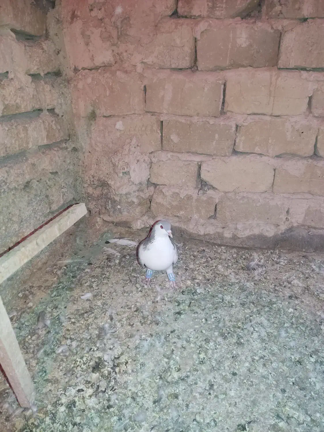 کفتر ساده|پرنده|تربت‌حیدریه, هاشمی‌نژاد|دیوار