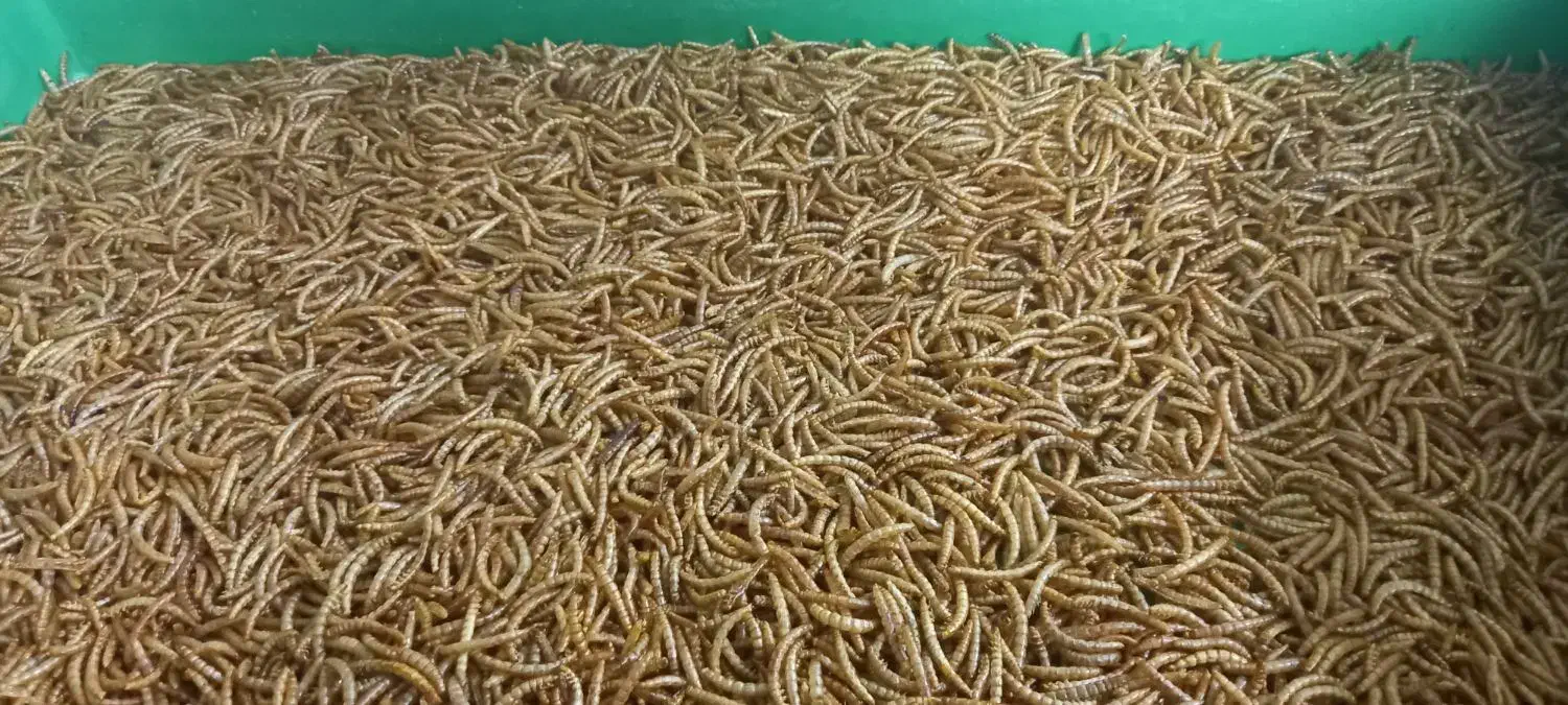 میلورم زنده|خزنده|یزد, |دیوار