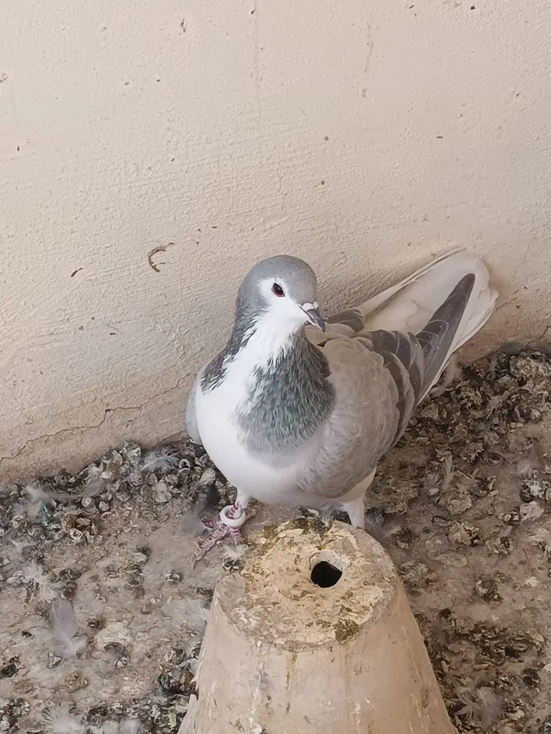 سینه دم پاک بدرنگ دمگیر|پرنده|شاهین‌شهر, نبوت|دیوار