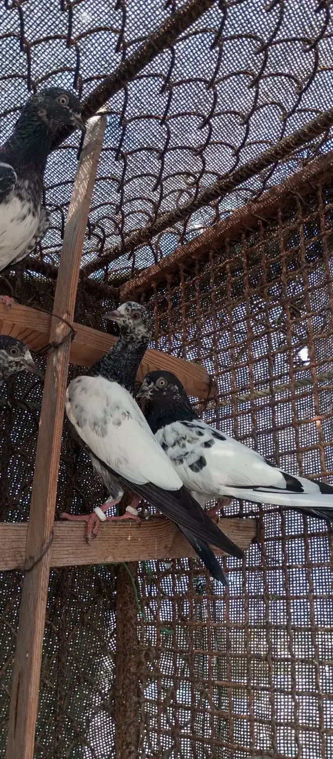 کفترپاکستانی|پرنده|قشم, |دیوار