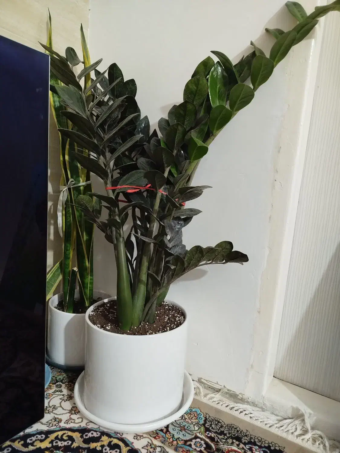 گل زاموفلیاسوپربلک|گل و گیاه طبیعی|نسیمشهر, |دیوار