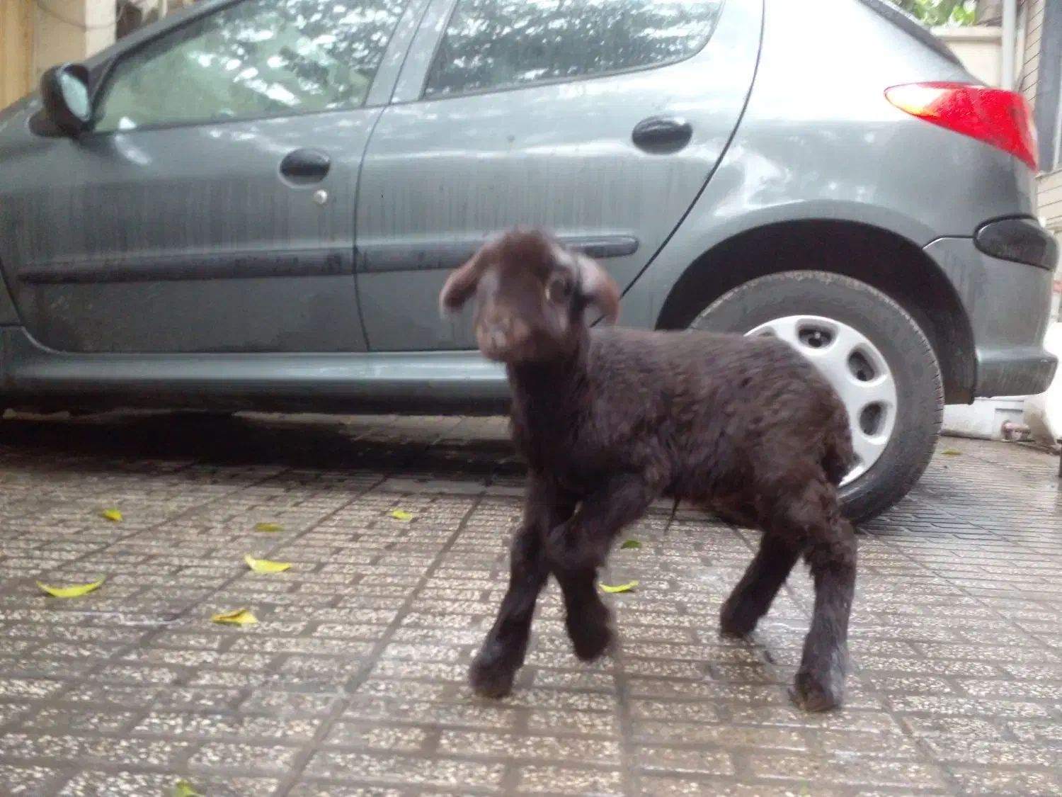 بره نر و ماده قزل افشار ( گوسفند)|حیوانات مزرعه|گرگان, |دیوار