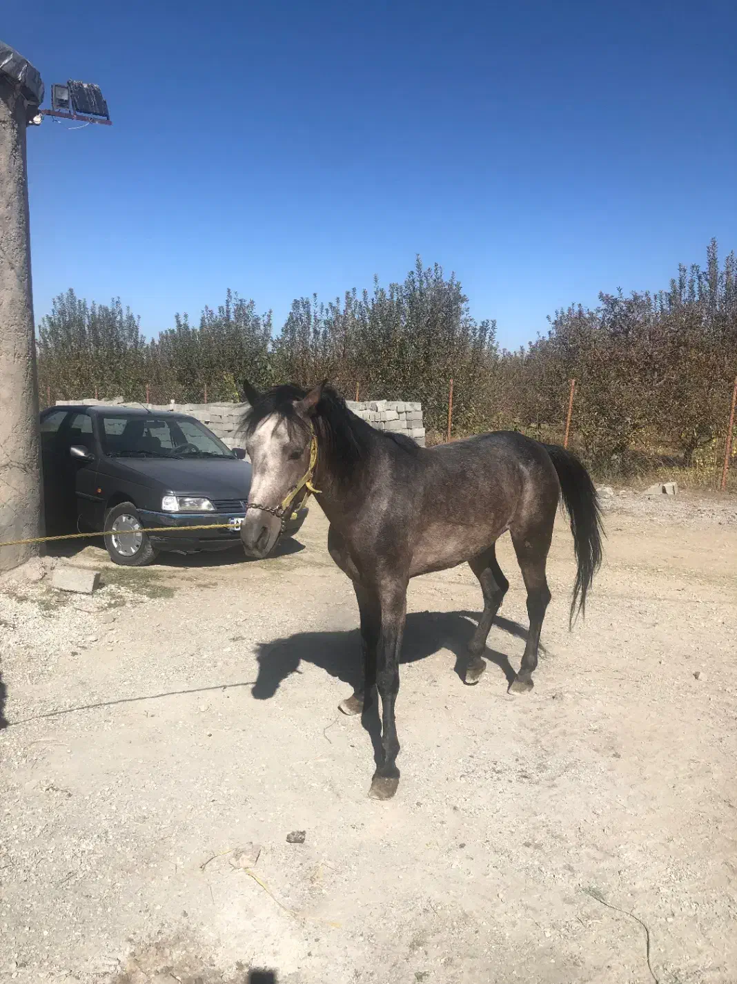 اسب ۵ساله|اسب و تجهیزات اسبسواری|پیرانشهر, |دیوار