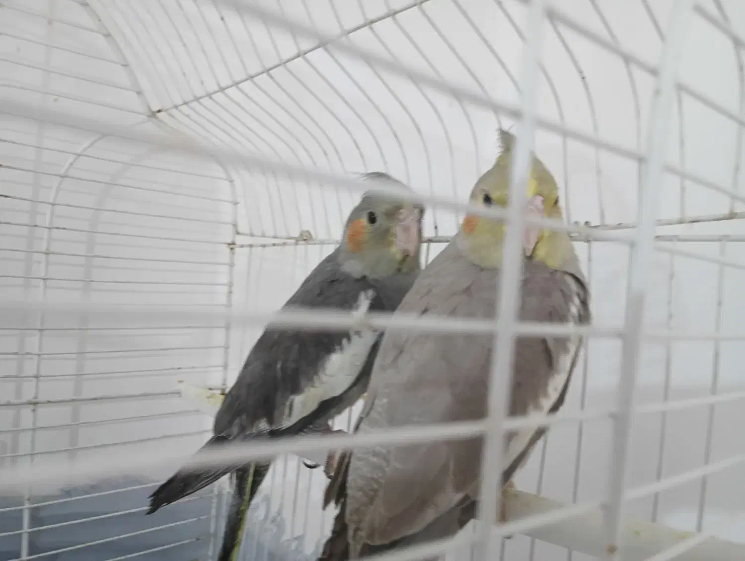 کفش طرح عروس هلندی|کیف، کفش، کمربند|فردوس (خراسان), |دیوار