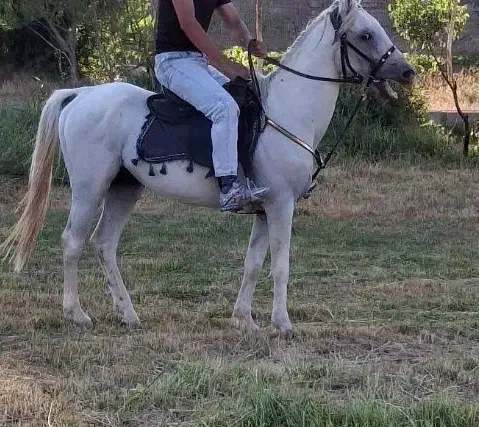 اسب فروشی نریان ۹ساله ب صورت نقد و شرایطی|اسب و تجهیزات اسبسواری|قیدار, |دیوار