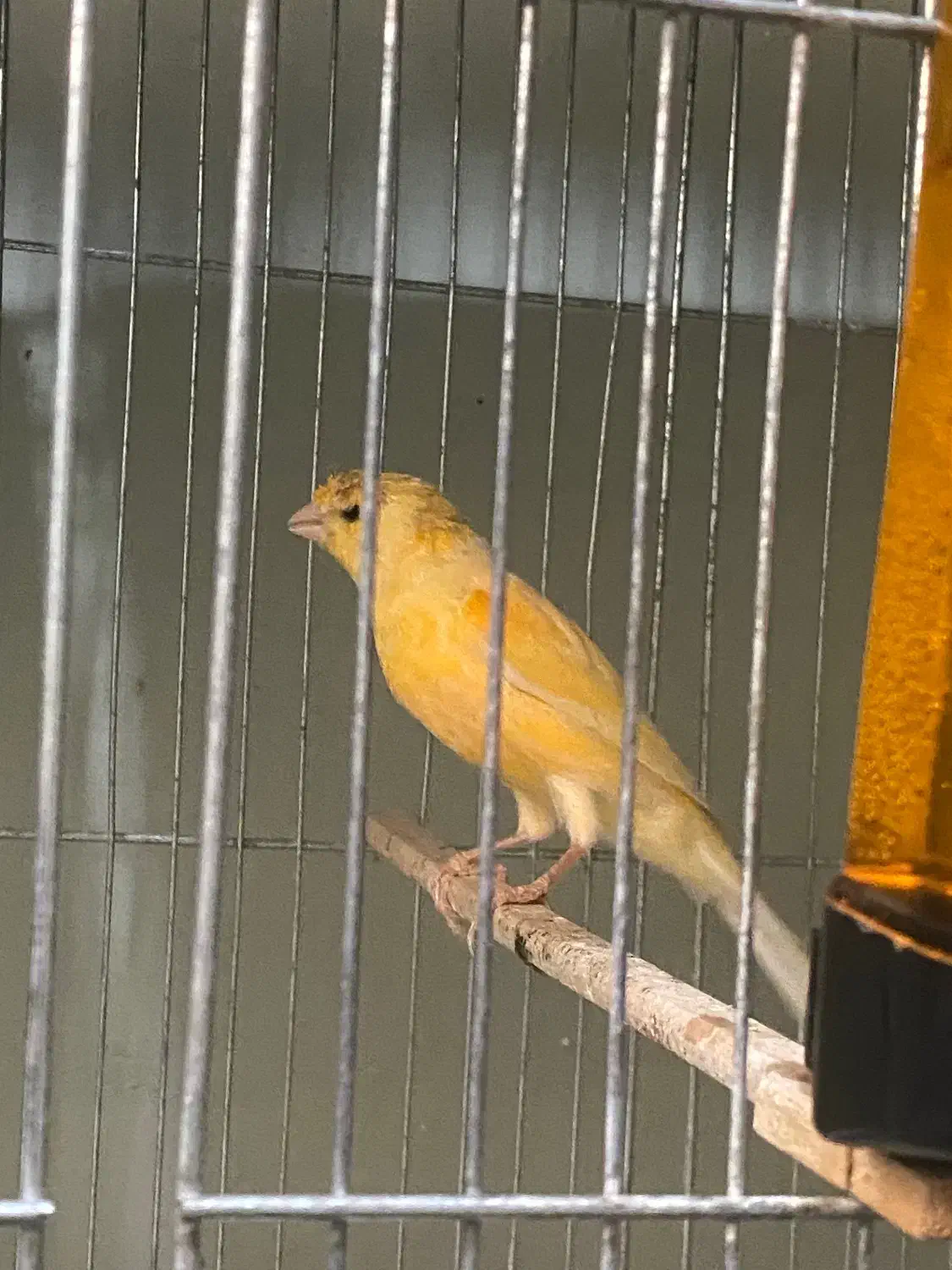 نر بخون مست معاوضه با ماده هم دارم|پرنده|شهریار, شهریار|دیوار