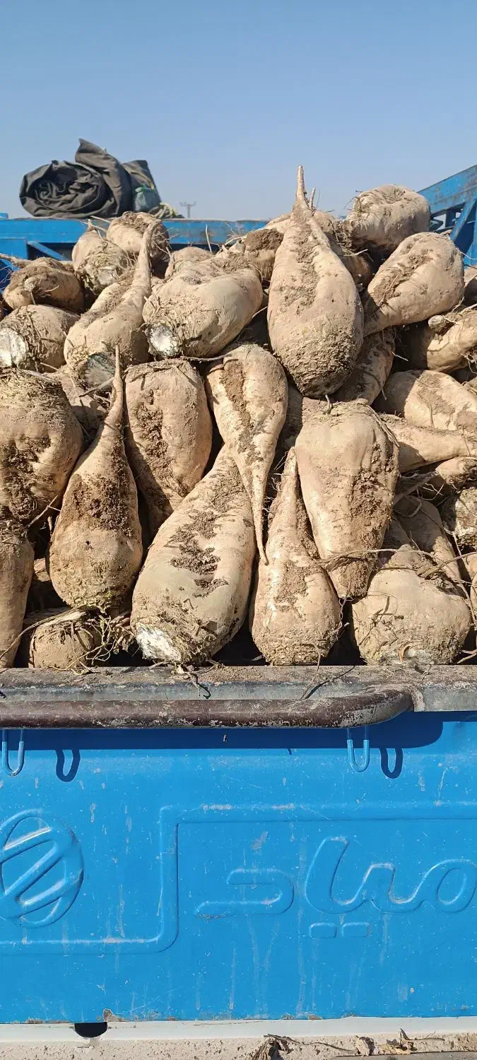 چغندر|خوردنی و آشامیدنی|تهران, میدان میوه و ترهبار مرکزی|دیوار