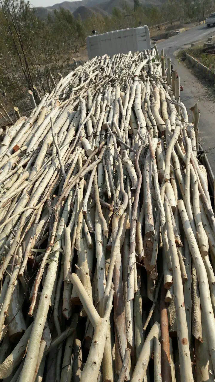 خرید انواع چوب|خدمات باغبانی و درختکاری|احمدآبادمستوفی, |دیوار