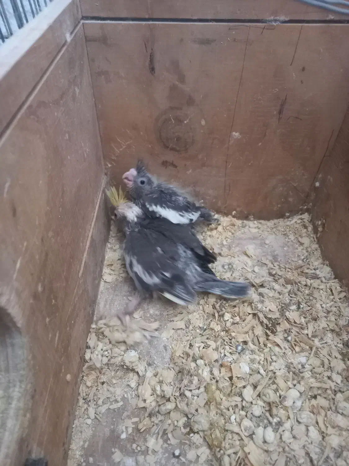 طوطی عروس سرلاکی برای سخنگوکردن|پرنده|بابکان, |دیوار