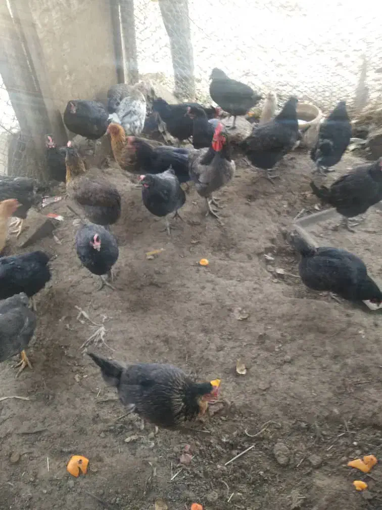 مرغ تخم گذار|حیوانات مزرعه|لنجان, |دیوار