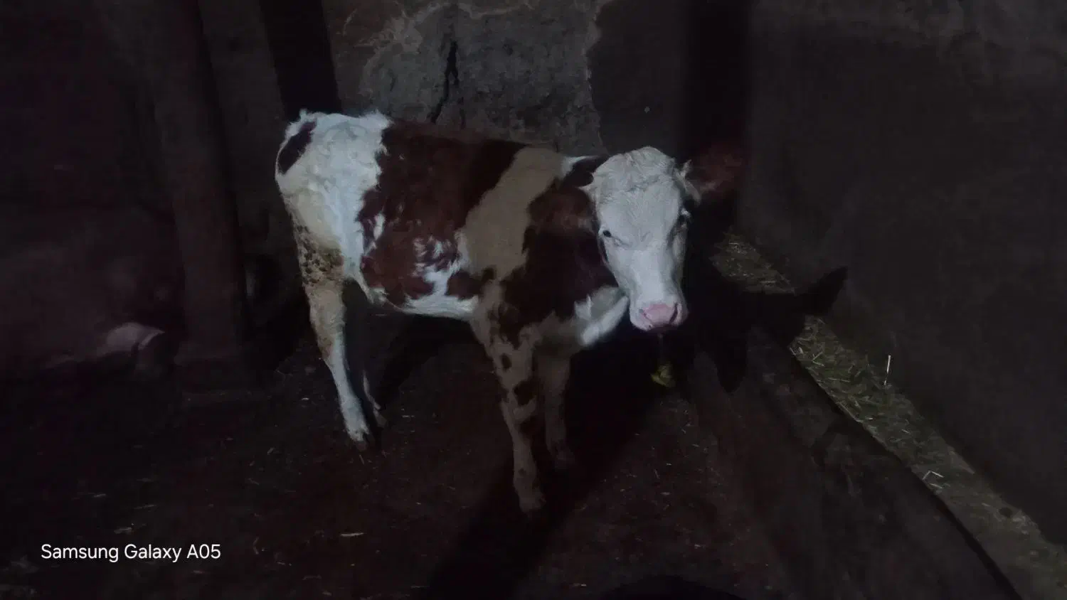 گاو|حیوانات مزرعه|مهربان, |دیوار