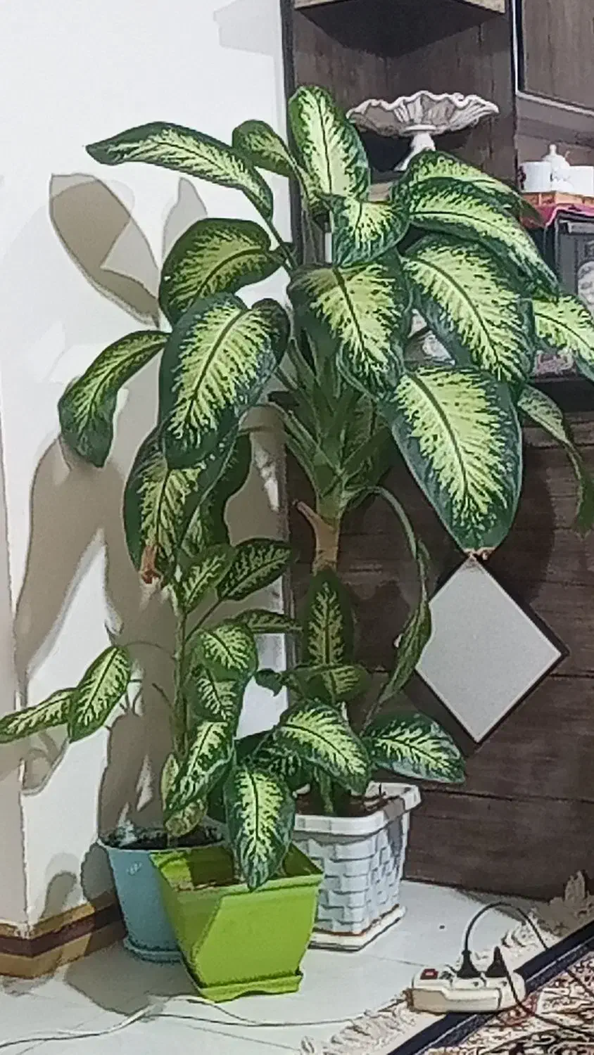 گل دیفن|گل و گیاه طبیعی|فولادشهر, مسکن مهر فولادشهر|دیوار