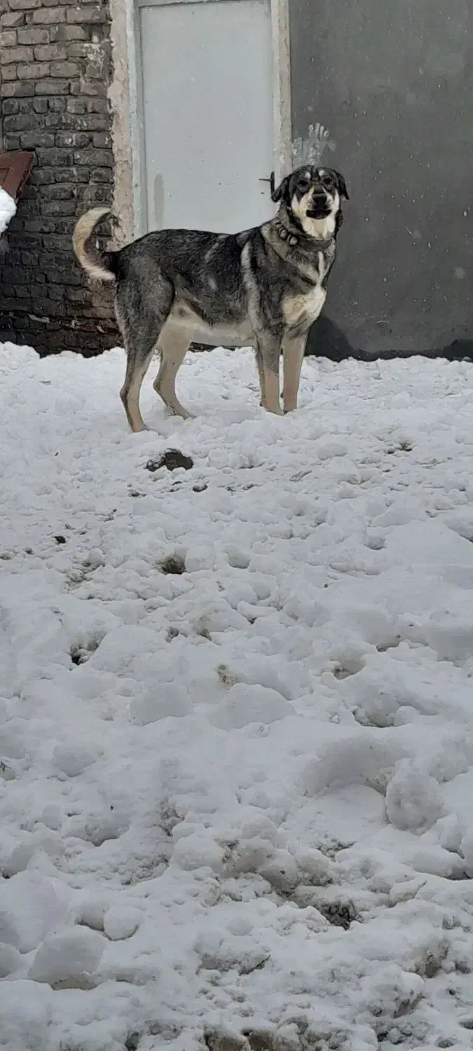 حیوان|سگ|قلندر آباد, |دیوار