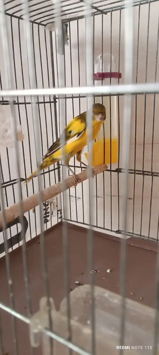 قناری یکسر|پرنده|مشکین‌دشت, |دیوار