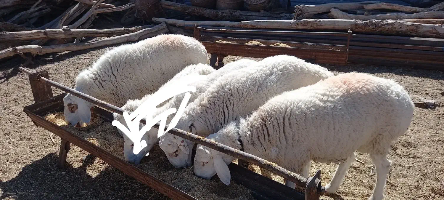 بره قوچی ،تقلی|حیوانات مزرعه|زهان, |دیوار