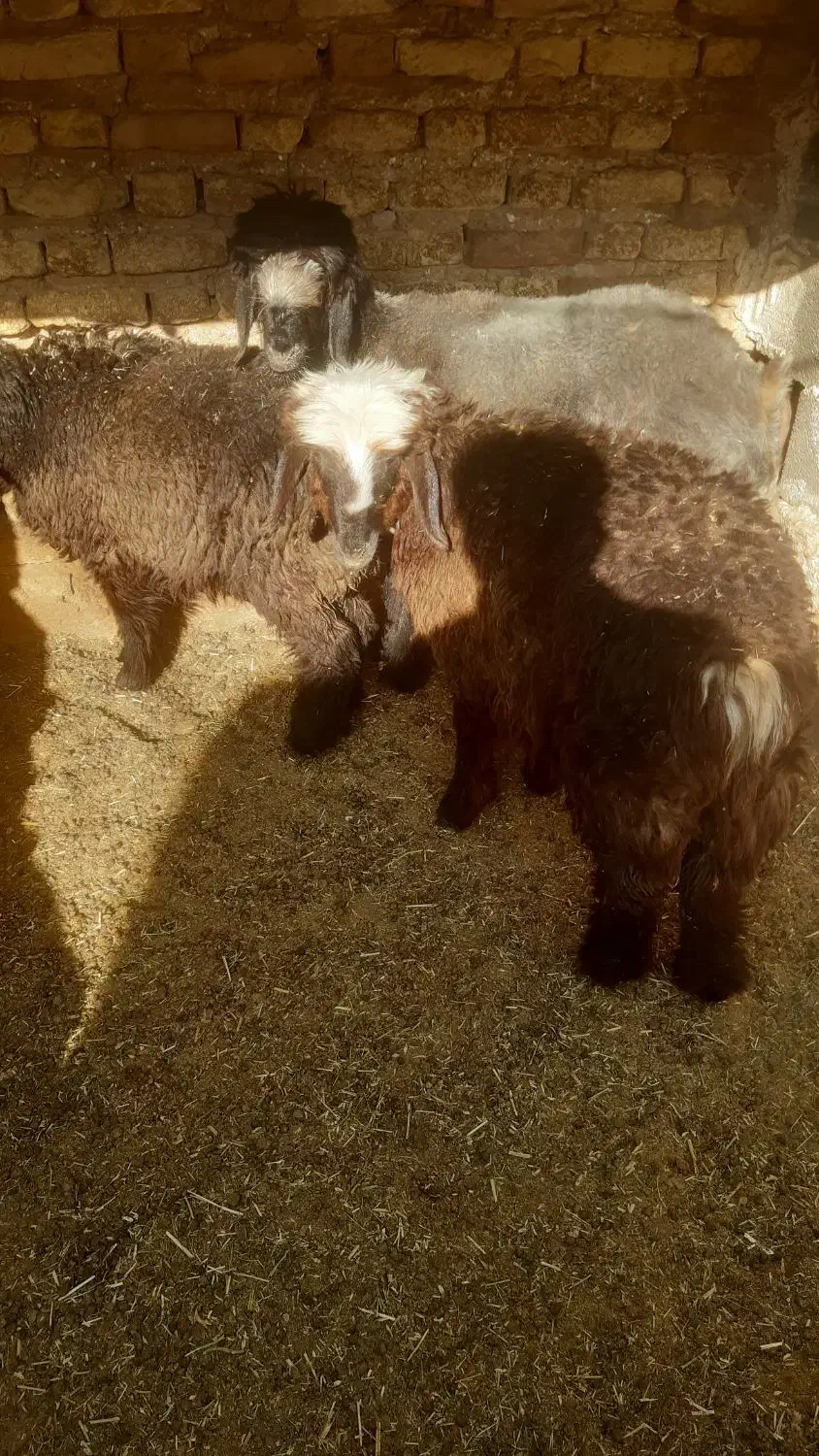 فروش ۳ راس بره|حیوانات مزرعه|مرودشت, کناره|دیوار