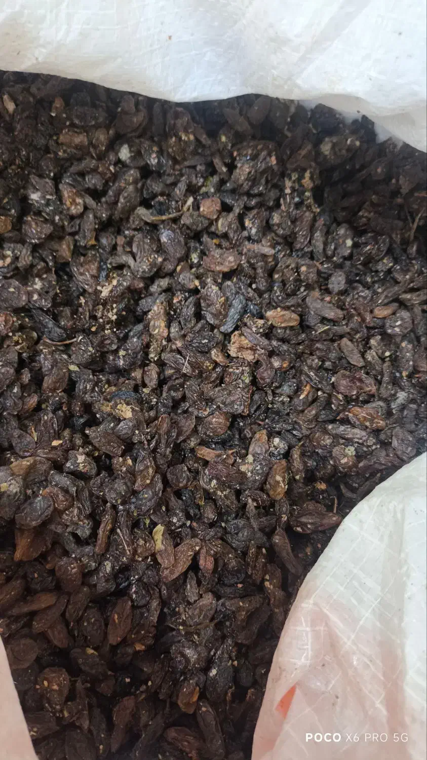 کشمش اصل ملکان|خوردنی و آشامیدنی|بانه, |دیوار
