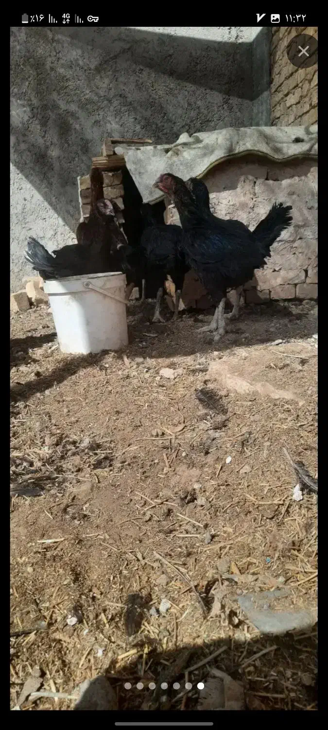 تخم مرغ نطفه دار لاری|حیوانات مزرعه|حمیدیا, |دیوار