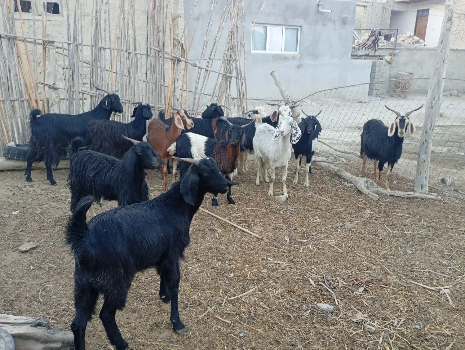 ده تا بز جوان. آبست دو دندان به فروش میرسد|حیوانات مزرعه|آشخانه, |دیوار