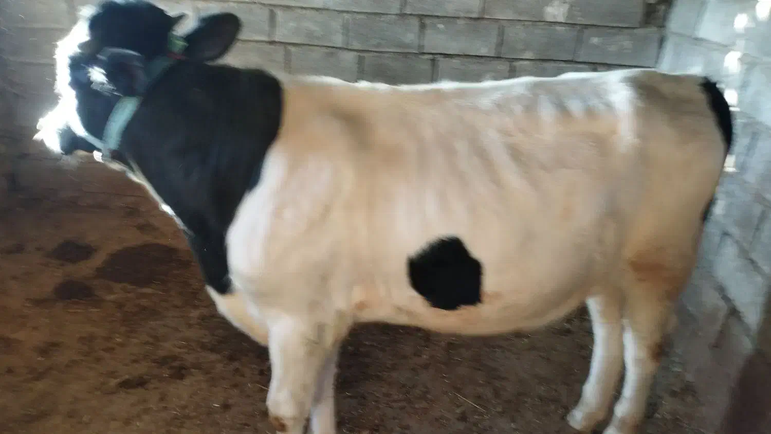 فروش گوساله|حیوانات مزرعه|سر آسیاب یوسفی, |دیوار