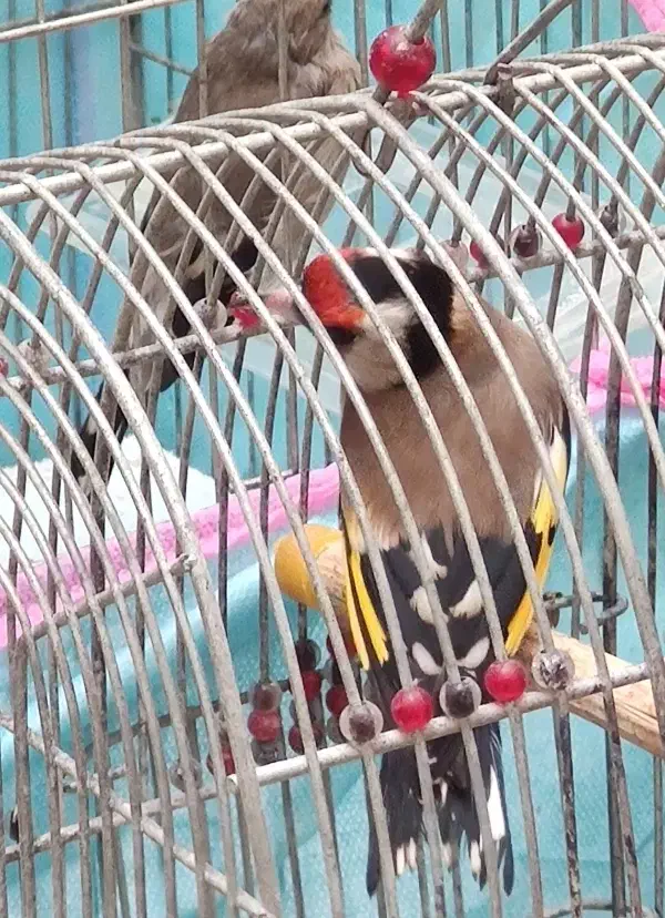 سهره قفس و یکماه قفس بندر ماهشهر|پرنده|چمران, |دیوار