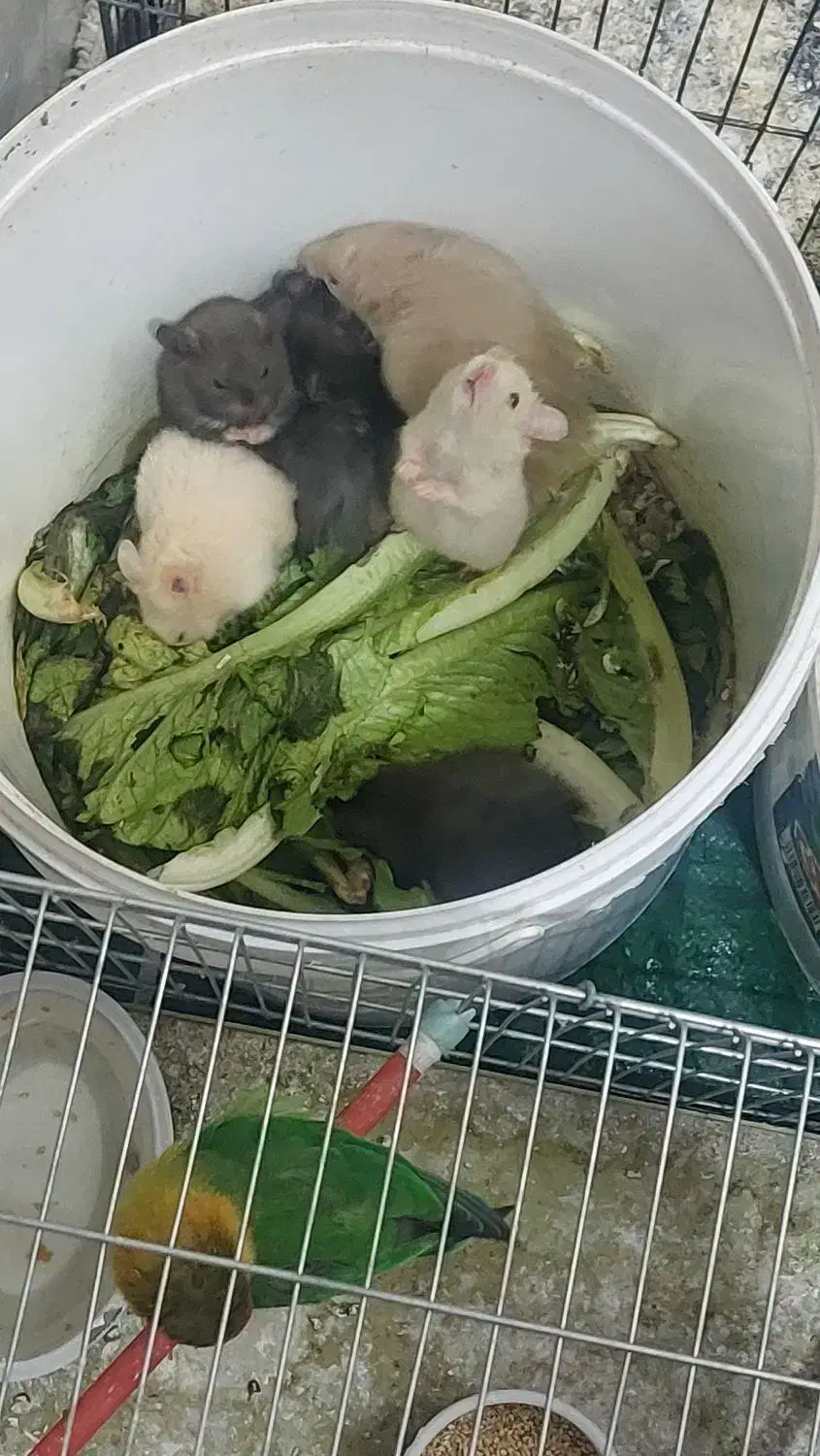 همستر|موش و خرگوش|یزد, |دیوار