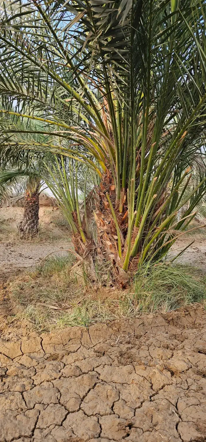 نخل برحی|گل و گیاه طبیعی|چمران, |دیوار