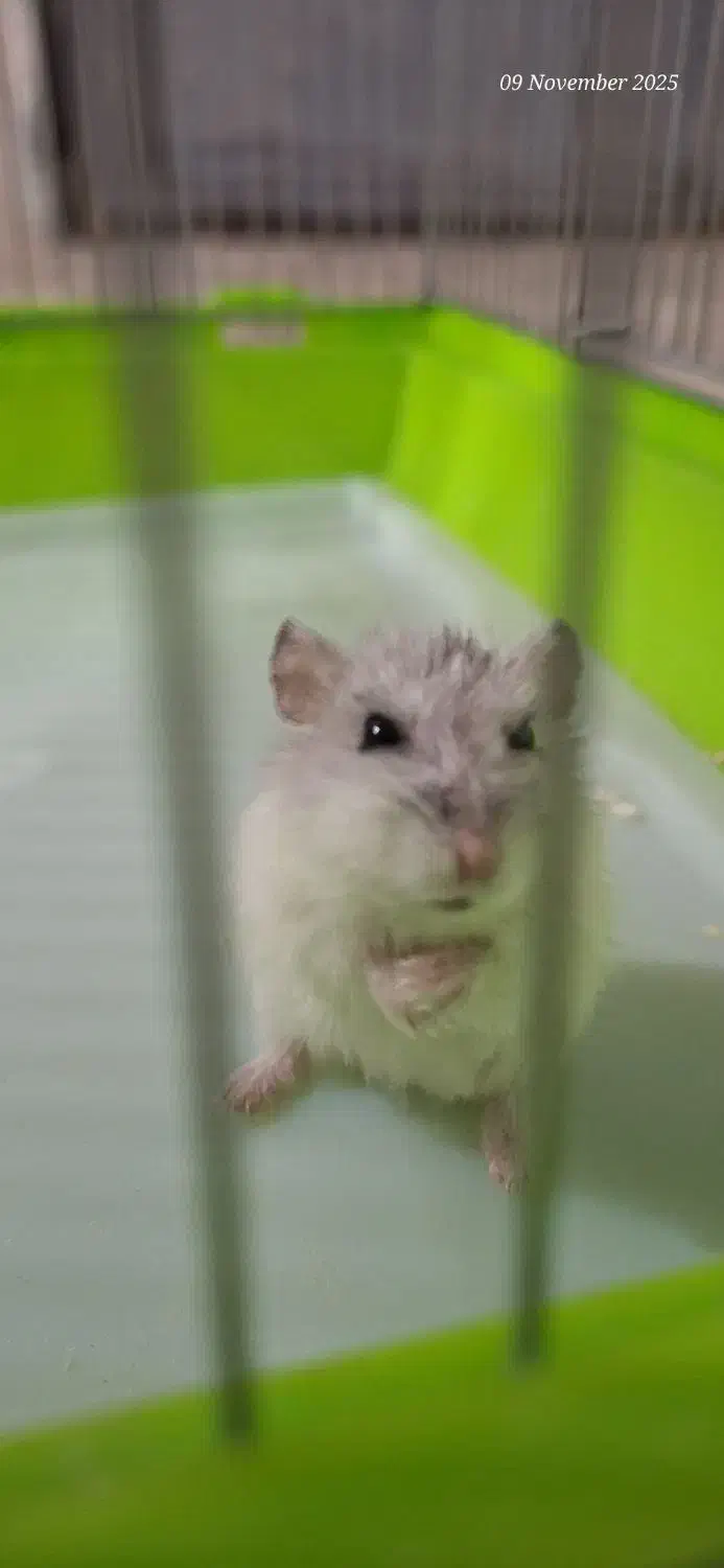 همستر کمپل|موش و خرگوش|ری, سیزده آبان|دیوار