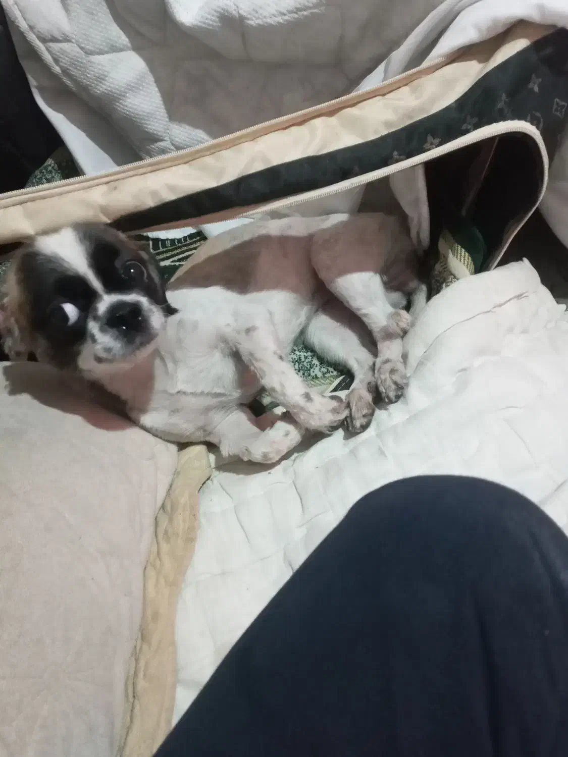 واگزاری سگ شیواوا|سگ|تهران, بیسیم|دیوار