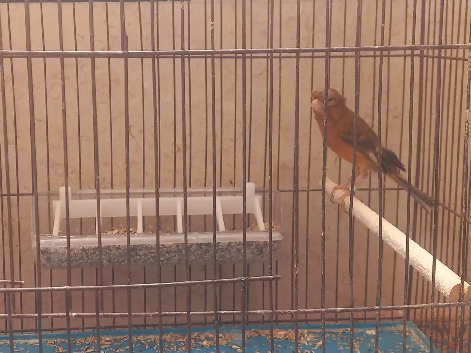 قناری نر  گلاستر|پرنده|خمینی‌شهر, |دیوار