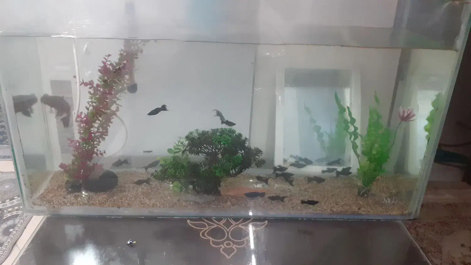 فروش اکواریوم با ماهی|ماهی|فولادشهر, مسکن مهر فولادشهر|دیوار