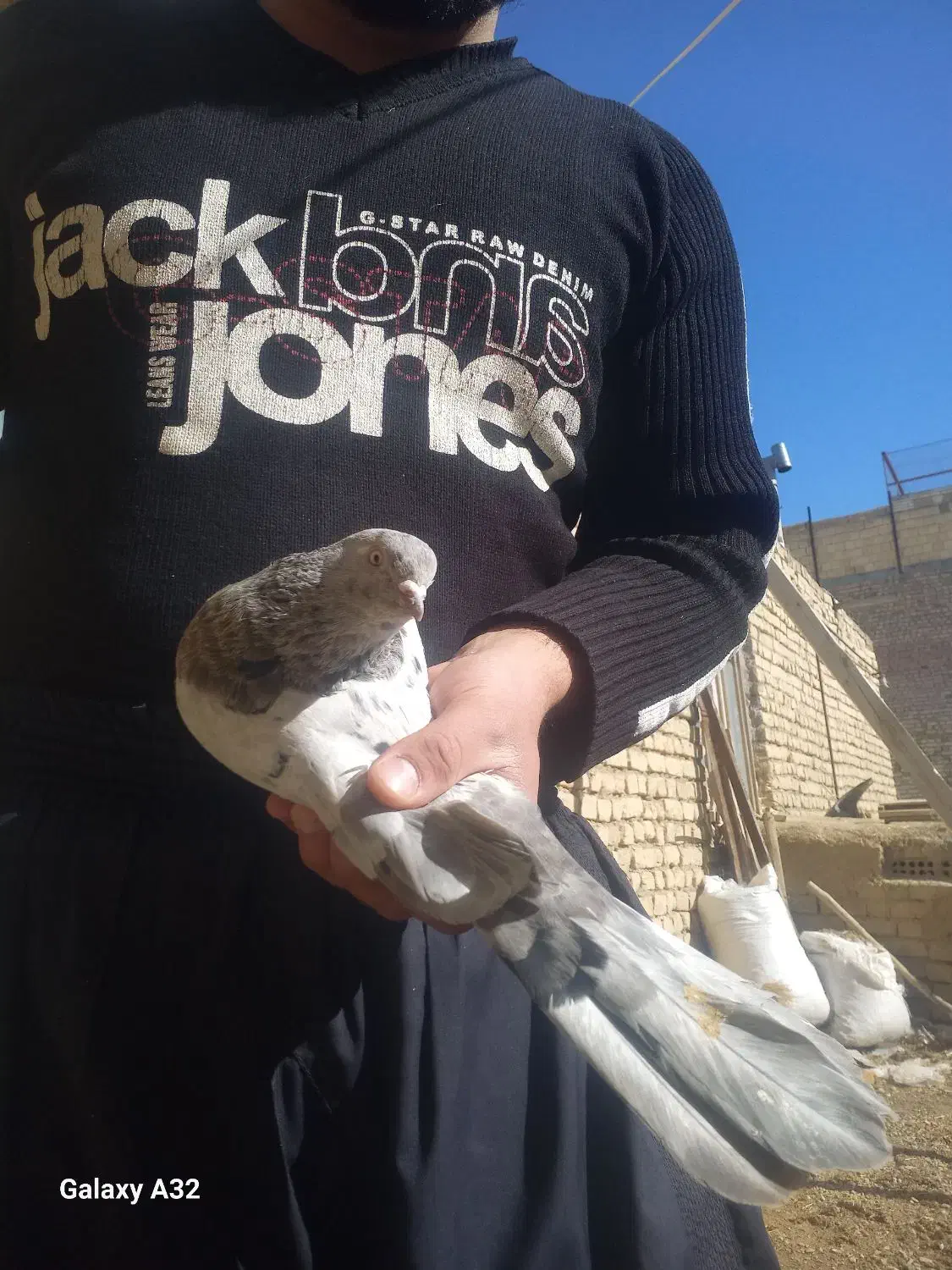 سرور|پرنده|کبودرآهنگ, |دیوار