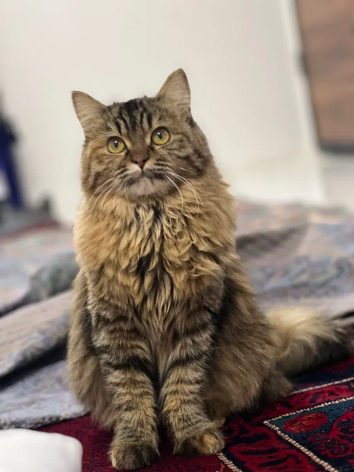 واگذاری گربه ماده|گربه|مشهد, ایثارگران|دیوار