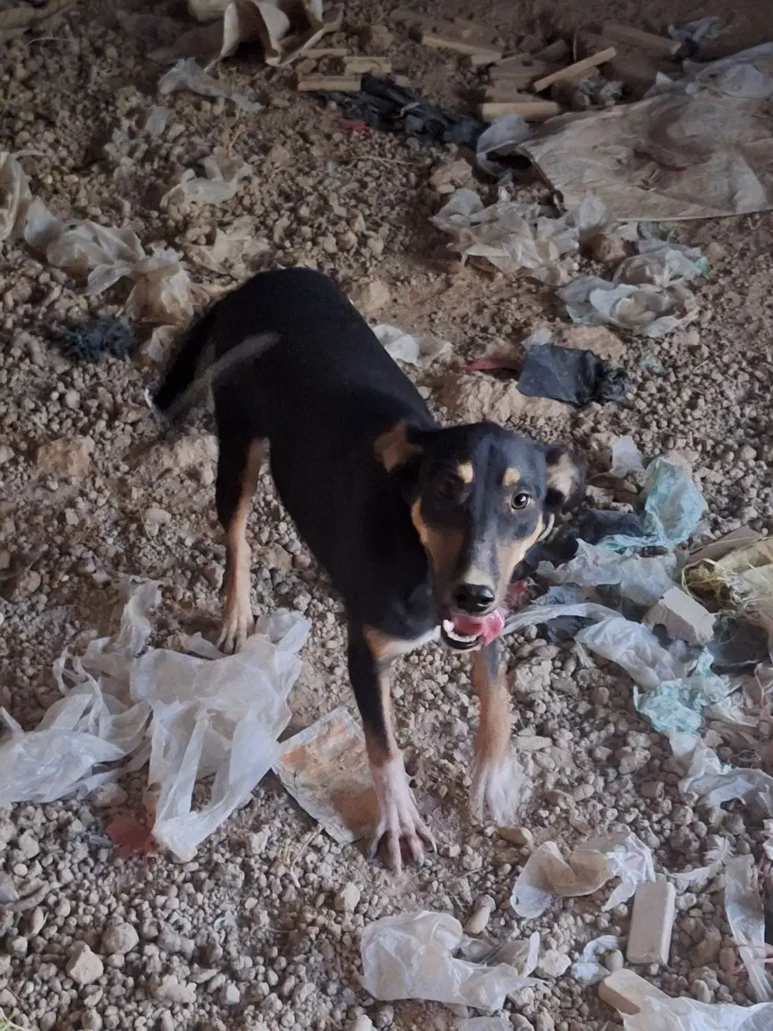 سگ دوبرمن|سگ|اهواز, اسماعیلیه|دیوار