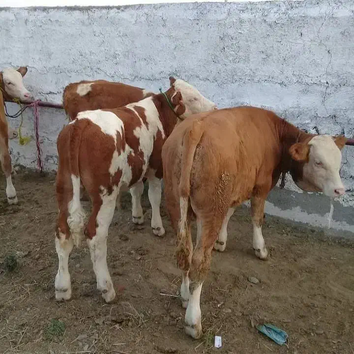 گوساله پرواری|حیوانات مزرعه|پاسارگاد, |دیوار