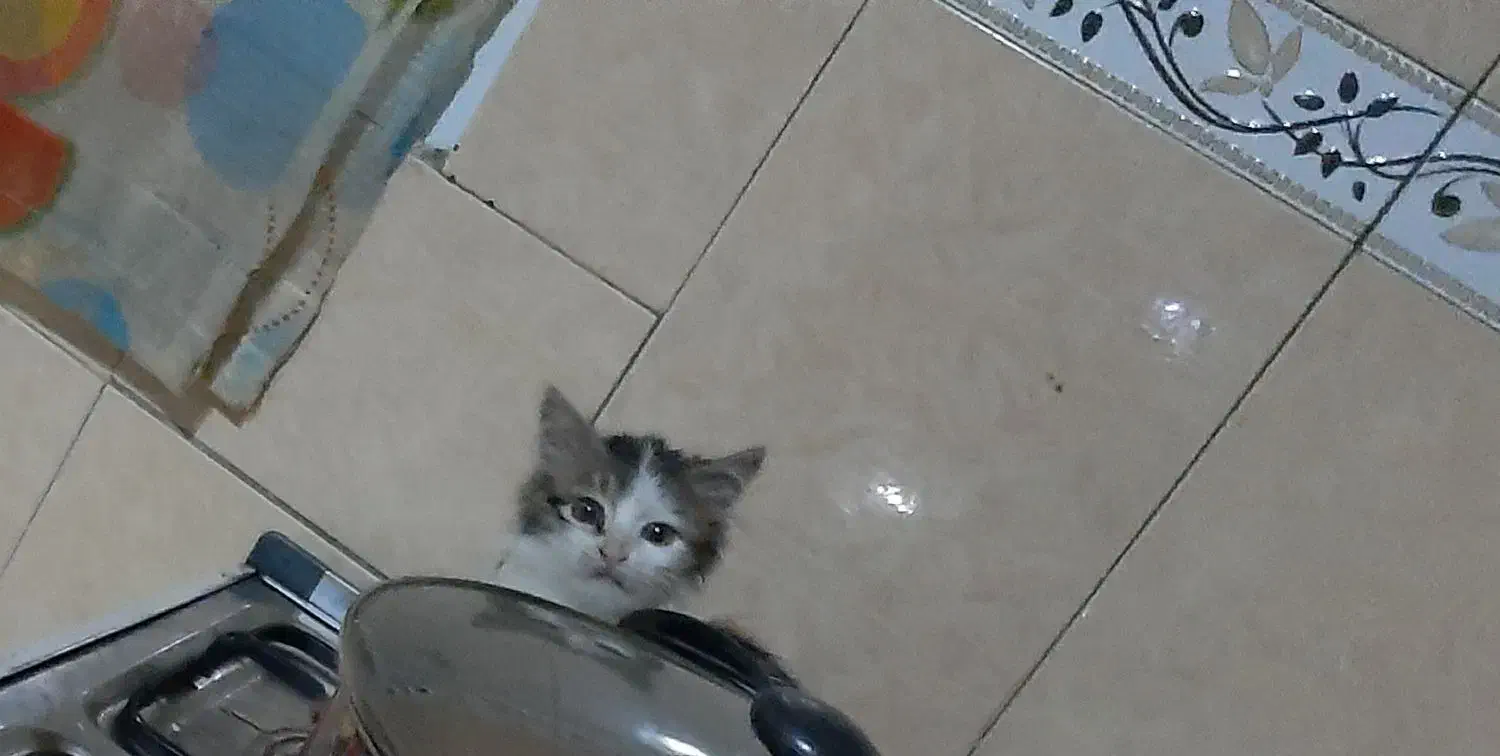 گربه نژاد دار|گربه|تهران, شوش|دیوار