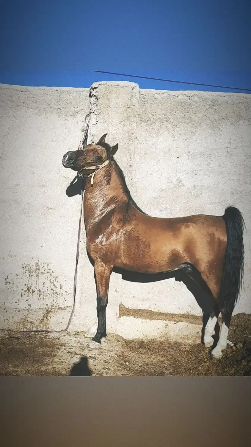 کره سالار فرخشهر تایید ۱ فدراسیون|اسب و تجهیزات اسب‌سواری|فارسان, |دیوار