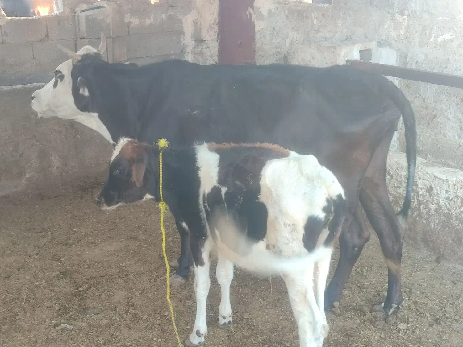 فروش گاو زاییده|حیوانات مزرعه|بندر کنگان, |دیوار