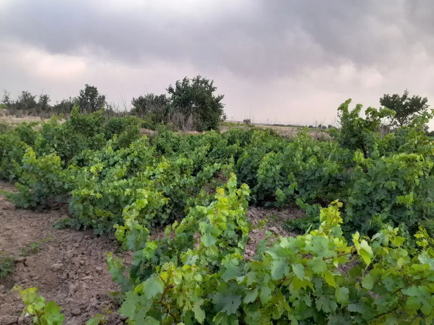 باغ انگور کمال آباد معاوضه هم میشود|فروش دفتر صنعتی، کشاورزی، تجاری|الوند, |دیوار