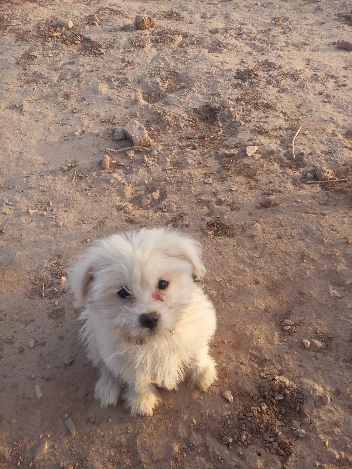 واگذاری سگ|سگ|کرمان, |دیوار